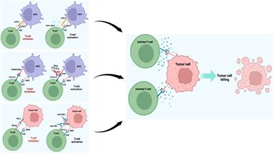 Immunotherapy in melanoma: advances, pitfalls, and future perspectives